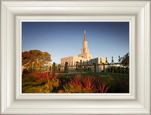 Load image into Gallery viewer, Sacramento Red Monkey Grass

