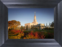 Load image into Gallery viewer, Sacramento Red Monkey Grass
