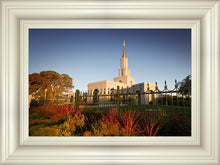 Load image into Gallery viewer, Sacramento Red Monkey Grass
