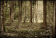 Load image into Gallery viewer, Sacred Grove
