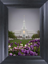 Load image into Gallery viewer, Mt Timp Tulips
