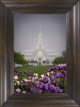Load image into Gallery viewer, Mt Timp Tulips
