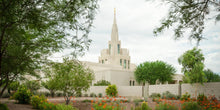 Load image into Gallery viewer, Phoenix Spring Blooms
