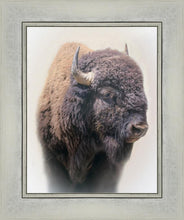 Load image into Gallery viewer, Bison
