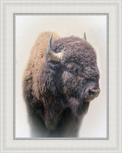 Load image into Gallery viewer, Bison
