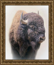 Load image into Gallery viewer, Bison
