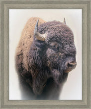 Load image into Gallery viewer, Bison
