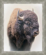 Load image into Gallery viewer, Bison
