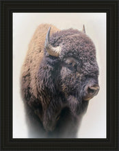 Load image into Gallery viewer, Bison
