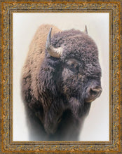 Load image into Gallery viewer, Bison
