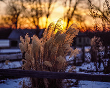Load image into Gallery viewer, Plate 1 - Sunset Grasses
