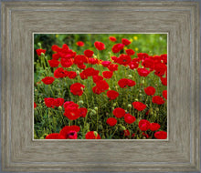 Load image into Gallery viewer, Plate 2 - Poppies in Abundance
