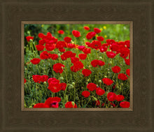 Load image into Gallery viewer, Plate 2 - Poppies in Abundance
