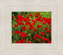 Load image into Gallery viewer, Plate 2 - Poppies in Abundance
