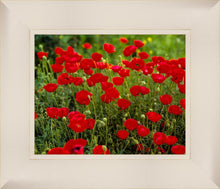 Load image into Gallery viewer, Plate 2 - Poppies in Abundance
