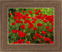 Load image into Gallery viewer, Plate 2 - Poppies in Abundance
