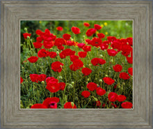 Load image into Gallery viewer, Plate 2 - Poppies in Abundance
