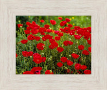 Load image into Gallery viewer, Plate 2 - Poppies in Abundance

