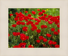 Load image into Gallery viewer, Plate 2 - Poppies in Abundance
