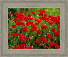 Load image into Gallery viewer, Plate 2 - Poppies in Abundance
