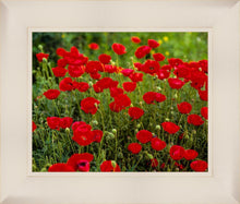 Load image into Gallery viewer, Plate 2 - Poppies in Abundance
