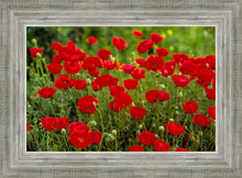 Load image into Gallery viewer, Plate 2 - Poppies in Abundance
