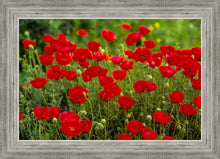 Load image into Gallery viewer, Plate 2 - Poppies in Abundance
