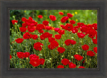 Load image into Gallery viewer, Plate 2 - Poppies in Abundance

