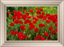 Load image into Gallery viewer, Plate 2 - Poppies in Abundance

