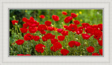 Load image into Gallery viewer, Plate 2 - Poppies in Abundance
