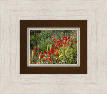 Load image into Gallery viewer, Plate 3 - Poppy Mix Judean Wilderness
