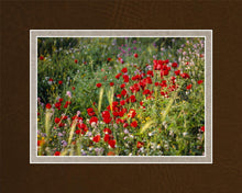 Load image into Gallery viewer, Plate 3 - Poppy Mix Judean Wilderness
