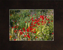 Load image into Gallery viewer, Plate 3 - Poppy Mix Judean Wilderness
