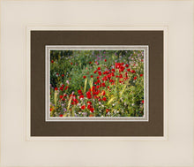 Load image into Gallery viewer, Plate 3 - Poppy Mix Judean Wilderness
