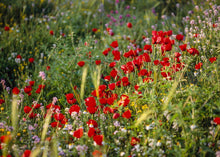 Load image into Gallery viewer, Plate 3 - Poppy Mix Judean Wilderness
