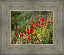 Load image into Gallery viewer, Plate 3 - Poppy Mix Judean Wilderness
