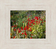 Load image into Gallery viewer, Plate 3 - Poppy Mix Judean Wilderness
