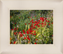 Load image into Gallery viewer, Plate 3 - Poppy Mix Judean Wilderness
