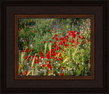 Load image into Gallery viewer, Plate 3 - Poppy Mix Judean Wilderness
