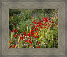 Load image into Gallery viewer, Plate 3 - Poppy Mix Judean Wilderness
