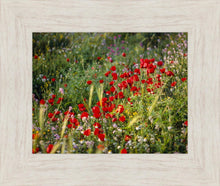 Load image into Gallery viewer, Plate 3 - Poppy Mix Judean Wilderness
