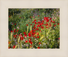 Load image into Gallery viewer, Plate 3 - Poppy Mix Judean Wilderness
