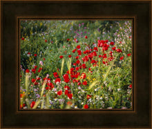 Load image into Gallery viewer, Plate 3 - Poppy Mix Judean Wilderness
