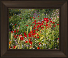Load image into Gallery viewer, Plate 3 - Poppy Mix Judean Wilderness
