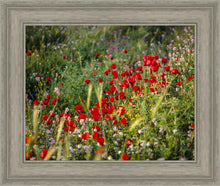 Load image into Gallery viewer, Plate 3 - Poppy Mix Judean Wilderness
