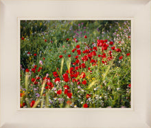 Load image into Gallery viewer, Plate 3 - Poppy Mix Judean Wilderness
