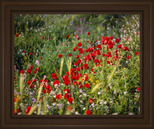 Load image into Gallery viewer, Plate 3 - Poppy Mix Judean Wilderness
