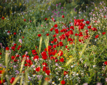 Load image into Gallery viewer, Plate 3 - Poppy Mix Judean Wilderness
