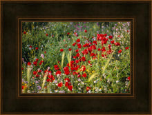 Load image into Gallery viewer, Plate 3 - Poppy Mix Judean Wilderness
