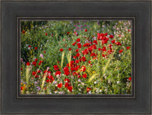 Load image into Gallery viewer, Plate 3 - Poppy Mix Judean Wilderness
